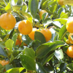 Tropische kassen in Beetsterzwaag openen hun deuren Koningsdag.