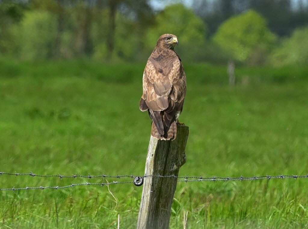 Buizerd